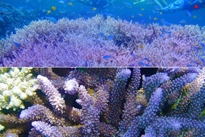 帕劳蓝色珊瑚礁
