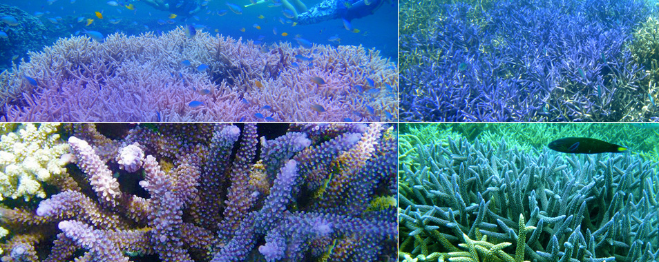 蓝色珊瑚礁
